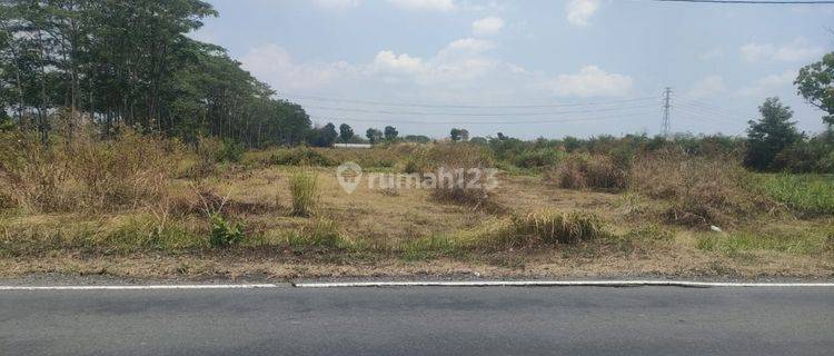 Sawah Dekat Jalan Tol Jogja-Solo  1