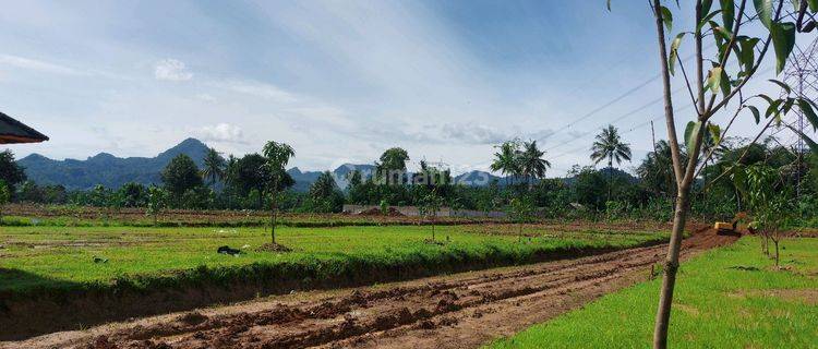 Jual Tanah Kavling Sawah Akses Mudah Di Bogor Timur 1