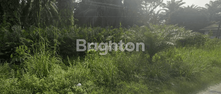 Investasi yang Menarik, Kebun Sawit di Jalan Utama Lintas Garuda Sakti KM 10,5 1