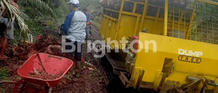 X004 -  Dijual Kebun Sawit 263 ha Full SHM di Pelalawan, Riau  1