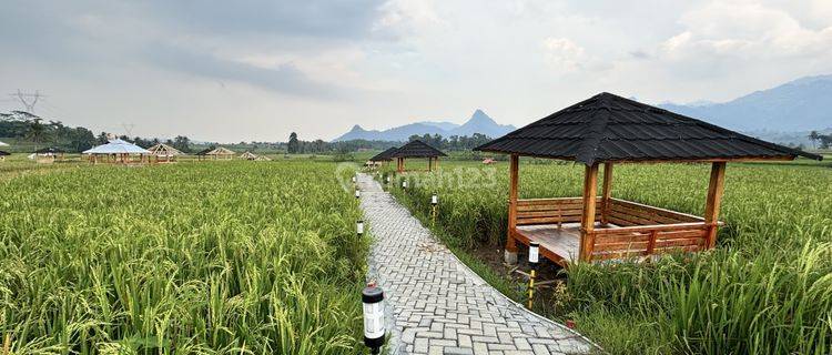 Tanah Kavling + Sawah Produktif di Pinggir Jalan Raya Jonggol  1