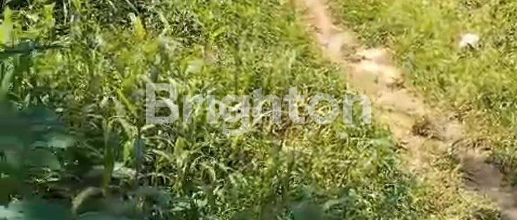DIJUAL TANAH PERKEBUNAN 1,3 HEKTAR – Harga Terjangkau!  1