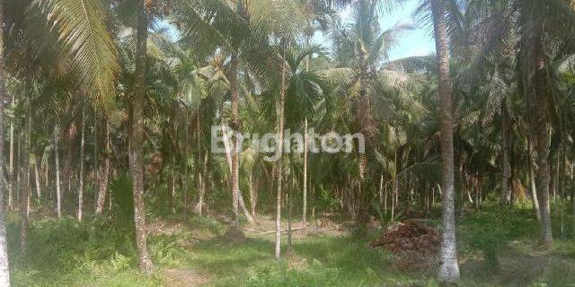 Lahan Kebun Kelapa 60 jt 1