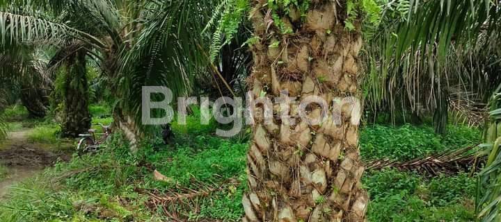 Dijual Lahan Sawit Tembilahan 1