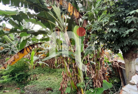 Land for Rent in Suratmo, West Semarang 1