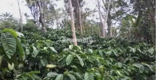 Lahan Kebun 56 Ha Di Temanggung Jawa Tengah 1