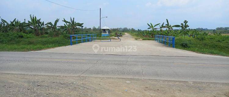 Kebun Pisang 150 Ha Di Brebes Jawa Tengah 1