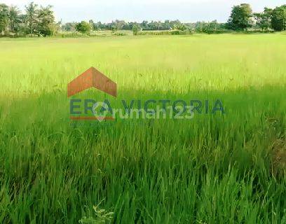 Jl Raya Situbondo Banyuwangi, Kapongan, Situbondo 1