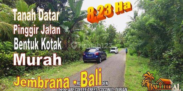 Dijual Nett Perkebunan Luasan Besar 823 Are di Melaya 1