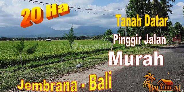 Luasan Besar 2000 Are Lokasi Mendoyo Akses Jalan Hotmix 1
