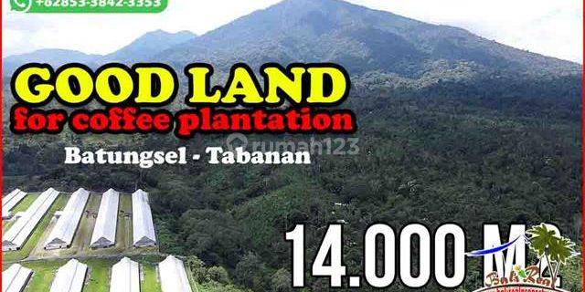 Mountain and Forest Views 14,000 M2 in Pupuan Tabanan 1