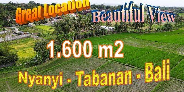 16 Are of Paddy Land in Kediri Near Nyanyi Beraban Beach 1