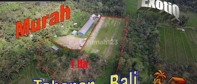 10,000 M2 With Rice Field, Green Lush And Mountain View In Pupuan 1