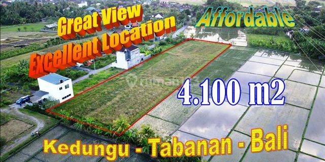 Beautiful Rice Fields View Cozy Surroundings In Kediri Tabanan 1