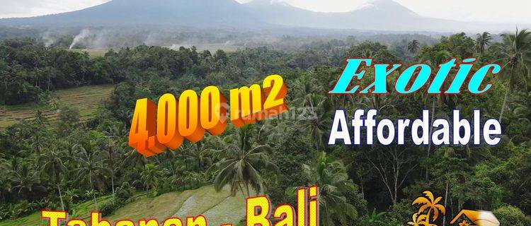 4,000 M2 With Rice Field, Jungle And Mountain View In Penebel 1