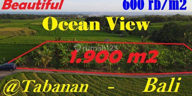 Affordable Land For Sale 1,900 Sqm In Selemadeg Tabanan 1