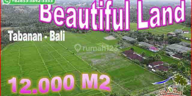 Affordable 12,000 Sqm Land For Sale In Kerambitan Tabanan 1