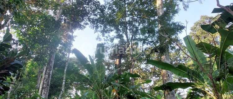 Kebun Duren Murah Cocok untuk Investasi di Gunungpati 1