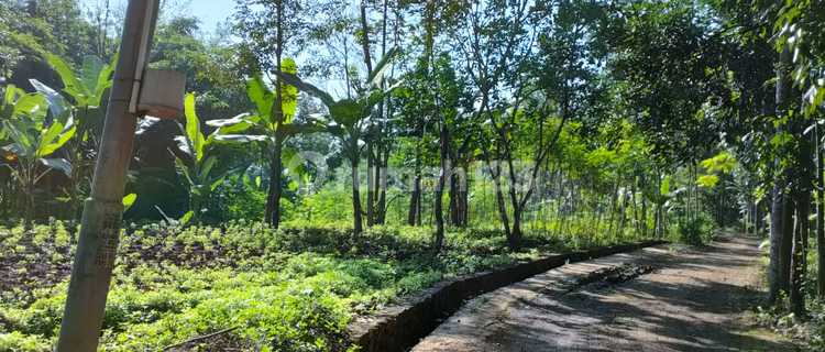 Tanah Murah Cocok untuk Investasi di Kalisegoro Gunungpati 1