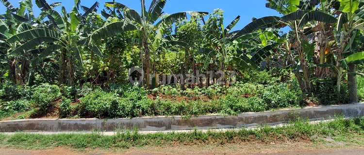 Tanah Murah Cocok untuk Investasi di Gebyog Patemon 1