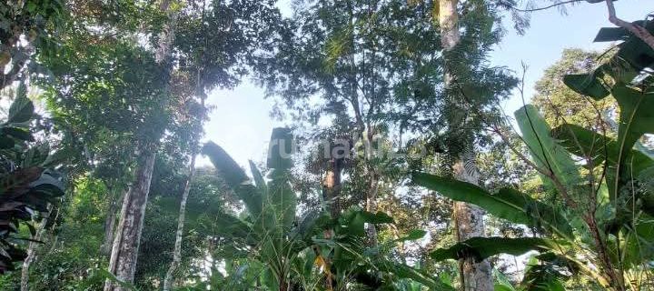 Kebun Durian Produktif Murah Cocok untuk Investasi di Gunungpati 1