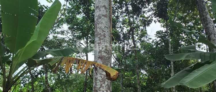 Kebun Durian Murah Cocok Untuk Investasi Di Gunungpati 1