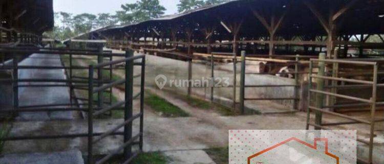 Kandang Sapi Luas Siap Pakai di Purwakarta Jawa Barat 1