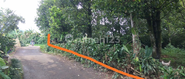 Tanah Ciapus, kebun pala Murah Di Tamansari Bogor  1