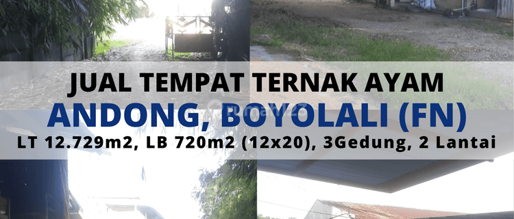 Jual Tempat Ternak Ayam Andong Boyolali 1