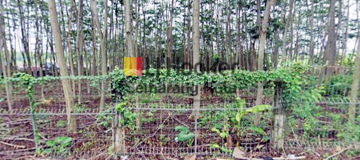 Good Quality Building Plot Ready to Build in Beringin, Semarang 1