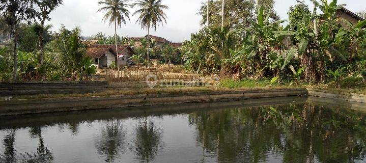 Tanah Kolam Ikan Di Gisting, Tanggamus 1