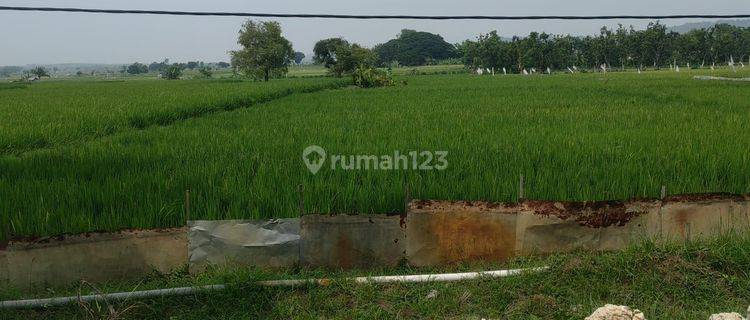 Tanah widang tuban cck  perumahan dan pertanian 1