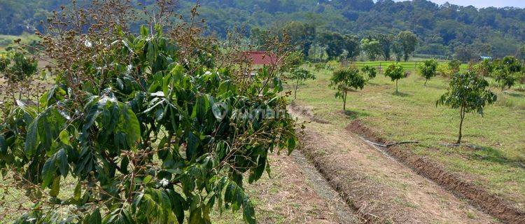 Jual Tanah SHM di Semarang. Ada Gazebo Semi Permanen. View Bagus 1