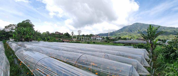 Tanah Pemandangan Danau Buyan Bedugul 1