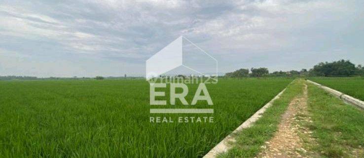 Tanah Sawah Aktif Di Desa Plosorejo Tawangharjo Kab. Grobogan 1