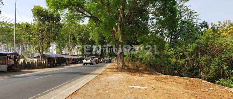 Tanah Cisaga Cibogo Jl. Otto Iskandar Dinata Luas 12Ha Subang 1