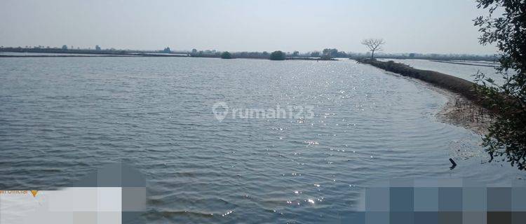 Empang Pantai Bakti Muara Gembong Bekasi 1