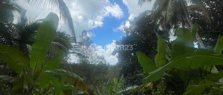 Beautiful land with a view of Mount Agung for rent, Tabanan area 1