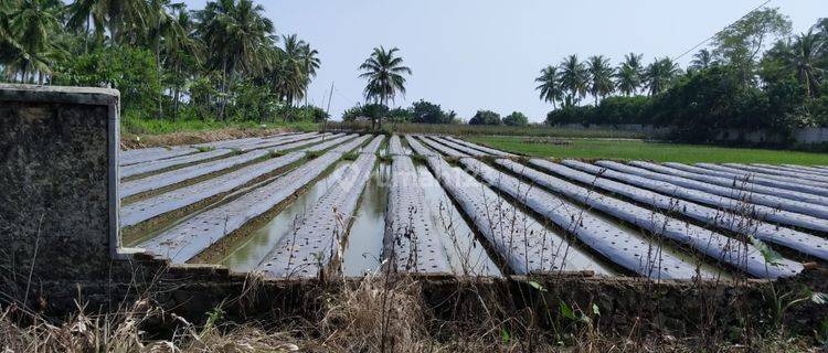 Dijual Cepat Tanah Di Panimbang Pandeglang Banten 1.5 Ha Pinggir Jln Utama Murah 1