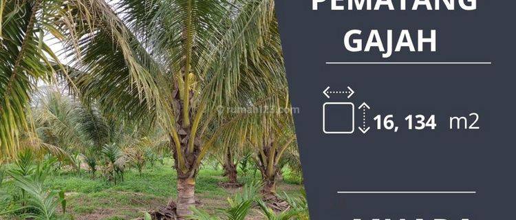 Dijual Cepat Unit Tanah di Pematang Gajah Muaro Jambi 1