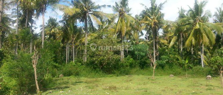 Cheap land in Buleleng in Sanggalangit 5700 m² SHM 1