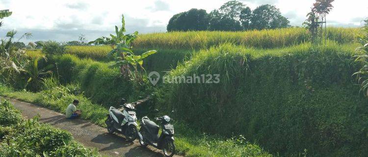 Tanah Murah di Senganan Babahan, Penebel SHM - Sertifikat Hak Milik 1650 m² 1