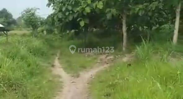 Tanah Kebun Jati Pugoh Bancar Tuban 1