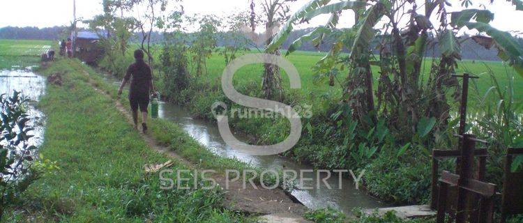 Dijual Tanah Sawah Produktif Di Kab Purworejo Jawa Tengah 1