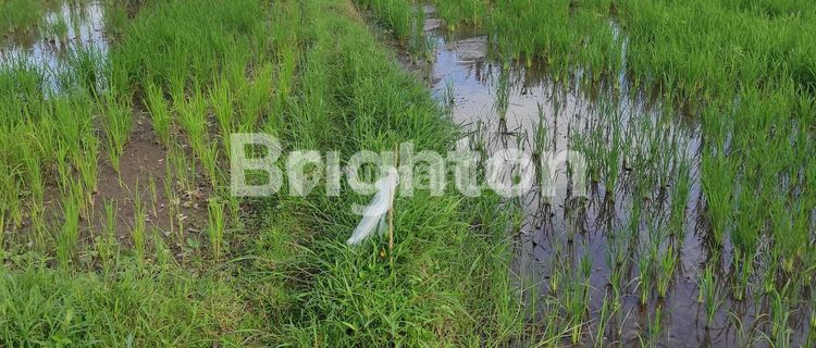 Tanah sawah di Wonolelo Muntilan 1