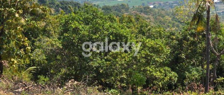 Dijual Tanah 15,9 are di Lovina, Buleleng 1