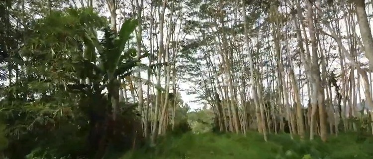 Tanah Komersil Cangkiran Dekat Bsb City  1