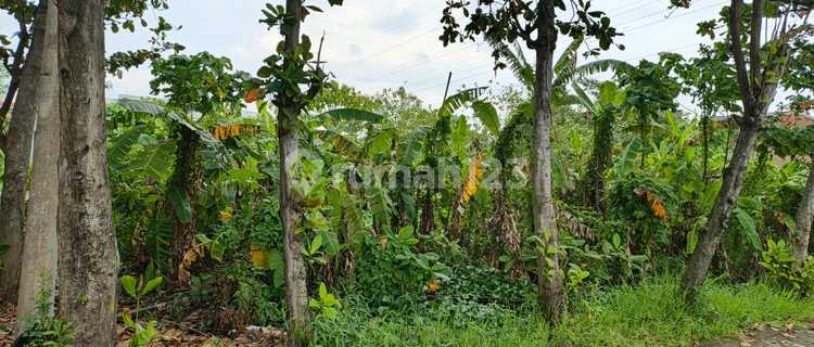 Disewakan Tanah Daerah Semarang Timur - 11219 1