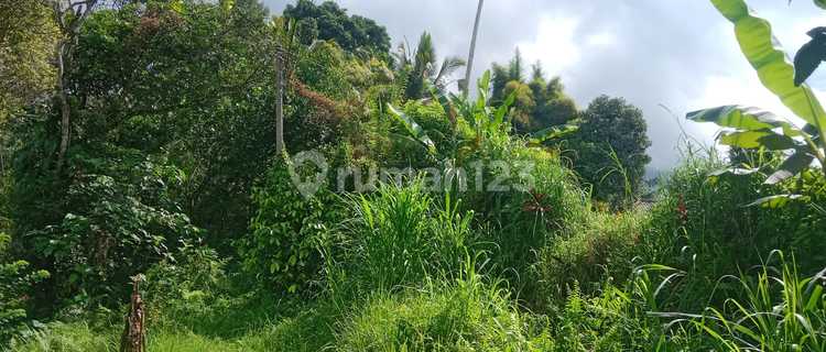 Mengesta Dekat Jatiluwih Tabanan - Tanah Kebun 1870m2 Akses Aspal 1