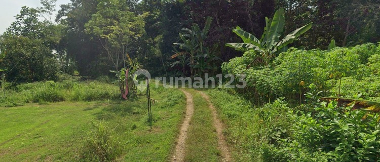 Tanah Dibawah Njop Zona Kuning Di Dukuh Jetis Kp Nglarang Gunungpati 1